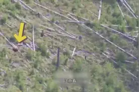 被棕熊盯上有多危险? 棕熊猎杀黑熊