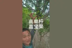 #单杆沙巴嘉宝果#半眉 