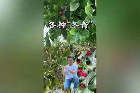 冬青到底是指哪种植物呢？人们喜欢把冬天叶子常绿的植物称作冬青，像女贞、冬青卫矛（大叶黄杨）、枸骨冬青和冬青科冬青属的冬青等等，你们那边的冬青是哪种呢？#冬青 #枸骨 #女贞 #大叶黄杨 #冬青卫矛视频封面