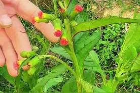 野茼蒿又称革命菜，老一辈的村里人常常采摘野茼蒿回来晾晒。#三农 #植物科普 #我的乡村生活