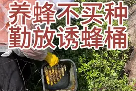 广东冬季分蜂开始了，小伙的诱蜂桶来了一窝野蜂，收获三盒蜂巢蜜 #养蜂技术分享 #养蜂人解说 #中蜂养殖 #诱蜂技术 #诱蜂养蜂