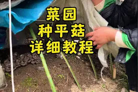 菜园种蘑菇详细教程来了，朋友们记得点赞收藏慢慢看哦！视频封面