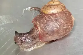 下了这么多天的雨，遇到这个小家伙，后是它的便便。