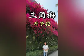 三角梅又叫叶子花、簕杜鹃。你家的三角梅开花了吗？评论区分享一下吧！#三角梅 #勒杜鹃 #叶子花 #自然奇境科普季 #春日盛放