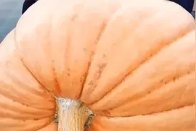 骆驼，外号#骆驼 #骆驼的嘴巴为什么不怕刺 #动物 #奇闻奇事视频封面