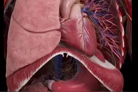 让我们了解一下自己心脏#人体结构 #生命科学 #人体科学