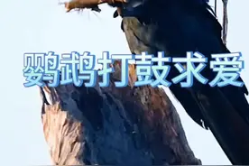 会打鼓的鹦鹉 为了心上人上演森林音乐秀 #鸟类 #鹦鹉表演 #动物世界