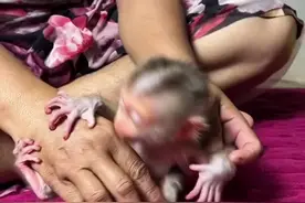 非要粘身上#膏药猴 #神奇的猴子 #猴子成精 #猴子🐒 #发疯猴子