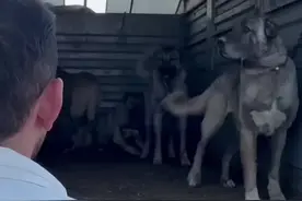 牧民租来了坎高犬抓捕偷羊贼野狼 #野生动物零距离 #坎高犬