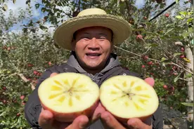 这个苹果为什么被称为糖心丑苹果#丑苹果 #糖心苹果