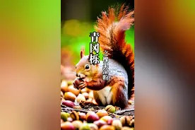 橡子的奥妙你知道吗？它可是资格比水稻小麦还要老的粮食，橡果凉粉你吃过吗#植物科普 #大自然的馈赠 #橡子凉粉做法 #你的家乡有这种植物吗 #我的乡村生活
