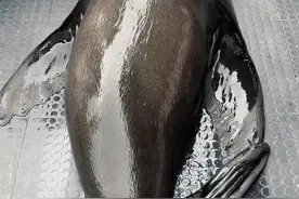 海狮为什么会上船呢，海狮跟海豹分清楚了吗#科普 #海狮#海豹视频封面