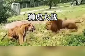雄狮与老虎发生大战#老虎 #雄狮 #野生动物零距离 #内容启发搜索视频封面