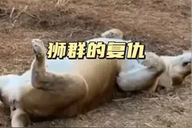 狮群的复仇 流浪雄狮为自己的毒辣付出了生命的代价#神奇动物在这里 #弱肉强食的动物世界 #解说版动物世界#看动物世界品百味人生 #内容启发搜索视频封面