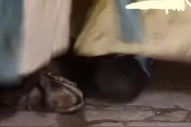 #范进中举故事讲解 #范进中举喜极而疯 #怀旧经典影视