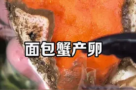 孵化面包蟹 面包蟹产卵第一天 #海洋生物