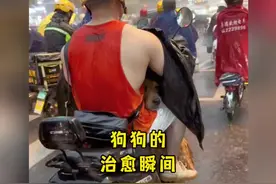 #一级保护动物飞虎简介 #傻狍子与鹿的区别 #燕鸥 #大熊猫