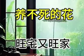 #铂金钻 又叫蔓绿绒，它相当好养，浇浇水就可以存活