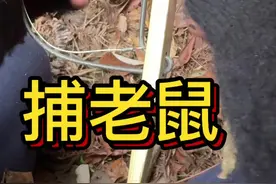 农村的乐趣还是挺多的，记得小时候土地的经常有很多老鼠来破坏农作物，我都会布置老鼠陷阱去捉老鼠。冬天了反正没事干，弄了一些简单的工具，去山上试试看有没有收获 #创作灵感 #除四害 #我的农村生活 #新农人计划2025 #捉老鼠视频封面