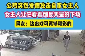 公鸡突然发病攻击自家女主人…#搞笑视频