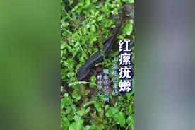 老人都叫它娃娃鱼，很多人肯定没有见过，现在它身份可不简单了！ 一起来认识一下这个深山里的小可爱吧！#我的乡村生活 #奇妙的动物 #内容启发搜索 #我的农村生活 #科普