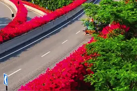 这是中国绿城南宁的浪漫立交桥，在南宁一定要开车带上喜欢的人来转一趟这里的立交，高架立交桥两旁三角梅开得太浪漫了，也是冬天的标志，北方在大雪纷飞，南方艳阳高照花开满城#邕州风景线视频封面