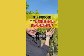 李子树食心虫 年年打不住怎么办 什么时候防治好 #李子树 #食心虫 #虫害防治 #果树管理 #钻心虫视频封面