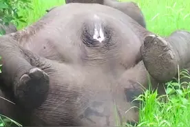 大象被泼皮蛇咬伤 #野生动物零距离 #泼皮蛇视频封面