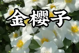 金樱子开花了，你有吃过它的花和果吗？花可以摊饼，果可以做糖，果子药食两用。你们那里把它叫什么名字呢？#金樱子 #糖罐子 #自然奇境科普季 #春日盛放#金樱子功效视频封面