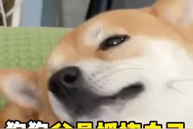 狗狗总是抓挠自己怎么办 #滴露宠物消毒液 #狗狗身上痒