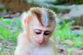 这是幸福的一家三口，猴宝宝太可爱了#小猴子一家 #暖心 #神奇动物在抖音视频封面
