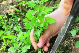 水芹菜你知道吗？村里人常常采摘回来晾晒。#我的乡村生活 #植物科普 #三农视频封面