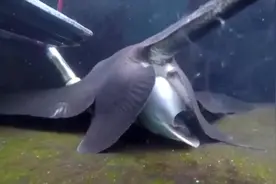 鳐鱼原来是胎生，不是像其他鱼类一样卵生