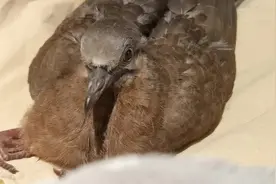 野斑鸠成长录（46） 原创图片