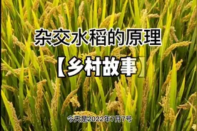 【杂交水稻的原理】整理许久，方以图文并茂呈现#杂交水稻视频封面