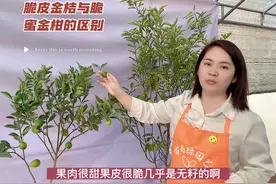 脆皮金桔与脆蜜金柑区别#诚信苗木人 #果苗供应 #苗木供应