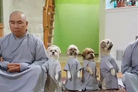 #宠物成精啦 小狗🐶拜佛，万物都有灵性视频封面