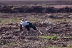 蛇鹫（jiù）又名秘书鸟 非洲国家的骄傲 苏丹的国鸟
