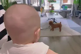 太激动了，我的狗狗终于愿意找孩子玩了，老母亲都激动哭了…视频封面