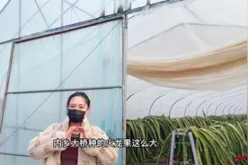 火龙果长在仙人掌上，在内乡大桥，我又长知识了？#红心火龙果