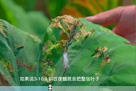 芋头中后期，斜纹夜蛾的危害依旧不小！#新农村计划2022