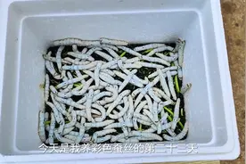 彩色蚕丝养殖第二十三天#农村萌宠 #蚕宝宝成长记 #养蚕日记视频封面