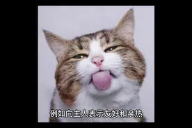 明明脸不脏，猫咪为什么还是要舔脸?#猫咪 #宠物知识 #养猫人
