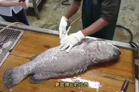 石斑鱼刺身做法教程#美食教程 #快刀切鱼 #抖音美食推荐官