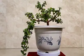 金枝玉叶悬崖老桩怎么打造？#创作灵感 #爱生活爱养花视频封面