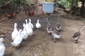 小鸭子嘎嘎嘎，儿童启蒙儿歌#0到3岁早教儿歌 #小鸭子嘎嘎嘎