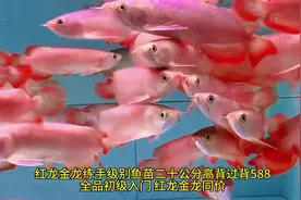 大型观赏鱼价格一览 想入坑猛鱼的 带你了解一下价格#亚马逊猛鱼视频封面