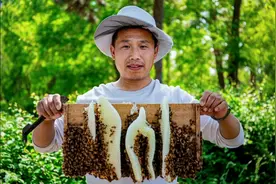 #蜜蜂为什么不蛰养蜂人？#蜂蜜 #养蜂人 小高 下一期：分享