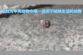 鼠妇，别名潮虫、团子虫、地虱婆、西瓜虫等视频封面