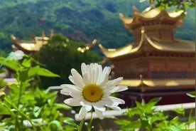 “一颗单纯的心需要巨大的福报。” —— 宗萨蒋扬钦哲仁波切视频封面